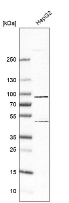 Western blot analysis in human cell line HepG2.