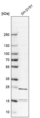 Western blot analysis in human cell line SH-SY5Y.