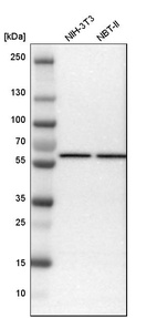 Western blot analysis in mouse cell line NIH-3T3 and rat cell line NBT-II.