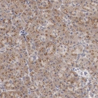 Immunohistochemical staining of human pancreas shows moderate positivity in cytoplasm granular in exocrine glandular cells.