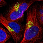 Immunofluorescent staining of human cell line U-2 OS shows localization to the Golgi apparatus.