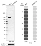 Western blot analysis in human cell line PC-3 and human cell line SK-MEL-30.