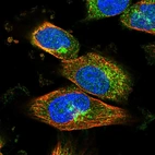 Immunofluorescent staining of human cell line U-251 MG shows localization to cytosol & the Golgi apparatus.