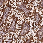 Immunohistochemical staining of human small intestine shows strong cytoplasmic/cytoplasmic granular positivity in glandular cells.