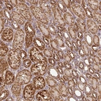 Immunohistochemical staining of human kidney shows strong cytoplasmic/cytoplasmic granular positivity in cells in tubules.