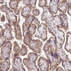 Immunohistochemical staining of human placenta shows moderate cytoplasmic/cytoplasmic granular positivity in trophoblastic cells.