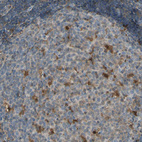 Immunohistochemical staining of human lymph node shows strong granular cytoplasmic positivity in germinal center cells.