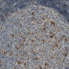 Immunohistochemical staining of human lymph node shows strong granular cytoplasmic positivity in germinal center cells.