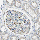 Immunohistochemical staining of human kidney shows strong granular cytoplasmic positivity in cells in glomeruli.