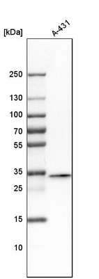 Western blot analysis in human cell line A-431.