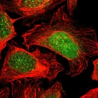 Immunofluorescent staining of human cell line U-2 OS shows localization to nucleus.