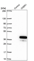 Western blot analysis in control (vector only transfected HEK293T lysate) and OSER1 over-expression lysate (Co-expressed with a C-terminal myc-DDK tag (~3.1 kDa) in mammalian HEK293T cells, LY413969).