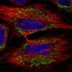 Immunofluorescence staining in HeLa cell line with Anti-TUFM monoclonal antibody, showing distinct mitochondrial staining in green. Microtubule- and nuclear probes are visualized in red and blue respectively (where available).