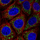 Immunofluorescence staining in MCF7 cell line with Anti-TUFM monoclonal antibody, showing distinct mitochondrial staining in green. Microtubule- and nuclear probes are visualized in red and blue respectively (where available).