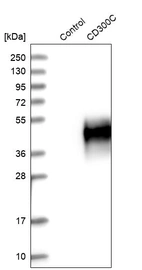 Western blot analysis in control (vector only transfected HEK293T lysate) and CD300C over-expression lysate (Co-expressed with a C-terminal myc-DDK tag (~3.1 kDa) in mammalian HEK293T cells, LY416481).