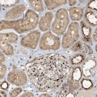 Immunohistochemical staining of human kidney shows strong nuclear positivity in cells in glomeruli and additional cytoplasmic positivity in cells in tubules.