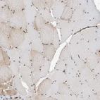 Immunohistochemical staining of human skeletal muscle shows moderate nuclear positivity in myocytes in addition to weak cytoplasmic positivity.