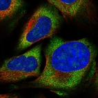 Immunofluorescent staining of human cell line U-2 OS shows localization to nucleoli & cytosol.