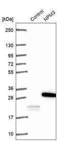 Western blot analysis in control (vector only transfected HEK293T lysate) and NPM3 over-expression lysate (Co-expressed with a C-terminal myc-DDK tag (~3.1 kDa) in mammalian HEK293T cells, LY416276).