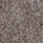 Immunohistochemical staining of human pancreas shows moderate cytoplasmic-membranous positivity in exocrine glandular cells.