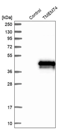 Western blot analysis in control (vector only transfected HEK293T lysate) and TMEM74 over-expression lysate (Co-expressed with a C-terminal myc-DDK tag (~3.1 kDa) in mammalian HEK293T cells, LY407196).