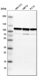 Western blot analysis in mouse cell line NIH-3T3, rat cell line NBT-II and rat cell line pC12.
