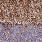 Immunohistochemical staining of human cerebellum shows strong positivity in neuropil, mainly in the molecular layer.