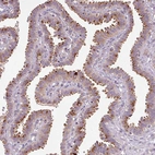 Immunohistochemical staining of human fallopian tube shows moderate to strong positivity in the apical cytoplasm of glandular cells.