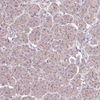 Immunohistochemical staining of human pancreas shows very weak cytoplasmic positivity in exocrine glandular cells as expected.