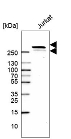 Western blot analysis in human cell line Jurkat.