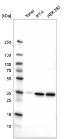 Western blot analysis in human tonsil tissue, human cell line RT-4 and human cell line HEK 293.