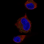 Immunofluorescence staining of U-251 cells using the Anti-STX7 monoclonal antibody, showing specific staining in vesicles in green. Microtubule- and nuclear probes are visualized in red and blue, respectively (where available).