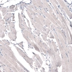 Immunohistochemical staining of human skeletal muscle shows no positivity in myocytes as expected.