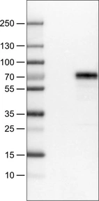 Lane 1: Marker [kDa]_br/_Lane 2: Negative control (vector only transfected HEK293T lysate) _br/_Lane 3: MEF2C Over-expression Lysate (Co-expressed with a C-terminal myc-DDK tag (~3.1 kDa) in mammalian HEK293T cells, LY419349)