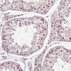 Immunohistochemical staining of human testis shows moderate nuclear positivity in cells in seminiferous ducts.