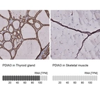 Anti-PDIA3 Recombinant Antibody