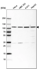 Western blot analysis in human cell line HeLa, human cell line HEK 293, human cell line A-431 and human cell line HepG2.