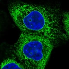 Immunofluorescence staining in A431 cell line with Anti-HSP90B1 monoclonal antibody, showing specific staining of endoplasmic reticulum in green. Microtubule- and nuclear probes are visualized in red and blue respectively (where available).