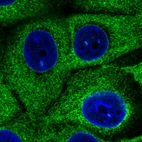 Immunofluorescence staining in MCF7 cell line with Anti-HSP90B1 monoclonal antibody, showing specific staining of endoplasmic reticulum in green. Microtubule- and nuclear probes are visualized in red and blue respectively (where available).