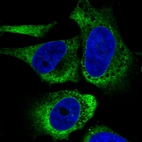 Immunofluorescence staining in U251 cell line with Anti-HSP90B1 monoclonal antibody, showing specific staining of endoplasmic reticulum in green. Microtubule- and nuclear probes are visualized in red and blue respectively (where available).