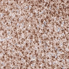 Immunohistochemical staining of human cerebral cortex shows strong positivity in myelinated neural fibers.