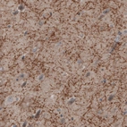 Immunohistochemical staining of human cerebral cortex shows strong immunoreactivity in myelinated neural fibers.