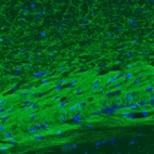 Immunohistochemical staining of mouse corpus callosum shows strong immunoreactivity in myelinated neural fibers.