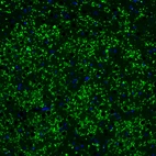 Immunofluorescence staining of mouse brain shows strong positivity in glutamatergic fibers in the thalamus.