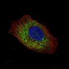 Immunofluorescence staining of A-431 cells using the Anti-LAMC2 monoclonal antibody, showing specific staining in the cytosol in green. Microtubule- and nuclear probes are visualized in red and blue, respectively (where available).