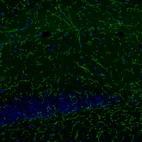 Immunofluorescence staining of mouse brain shows strong positivity in noradrenergic fibers in the hippocampus.