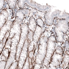 Immunohistochemical staining of human stomach shows strong positivity in basement membrane of glandular cells.