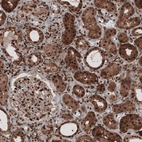 Immunohistochemical staining of human kidney shows strong cytoplasmic and nuclear positivity in renal tubules and glomeruli.