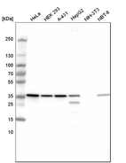 Western blot analysis in human cell line HeLa, human cell line HEK 293, human cell line A-431, human cell line HepG2, mouse cell line NIH-3T3 and rat cell line NBT-II.