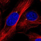 Immunofluorescence staining of U251 cells using the anti-CEP350 monoclonal antibody, showing specific staining of the centrosome in green. Microtubule- and nuclear probes are visualized in red and blue, respectively (where available).